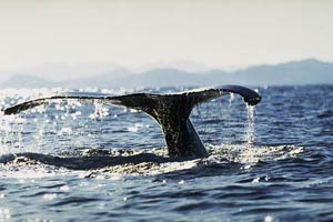 Nuevo Vallarta humpback whales